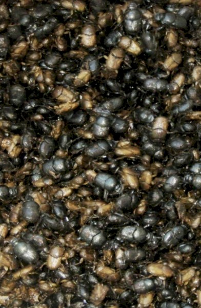 Colony of Summer Dung Beetles
