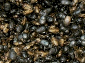 Colony of Summer Dung Beetles