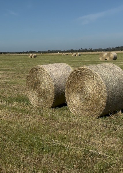16 x Pasture Hay 5x4 Round Bales