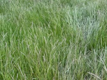 16 x Pasture Hay 5x4 Round Bales