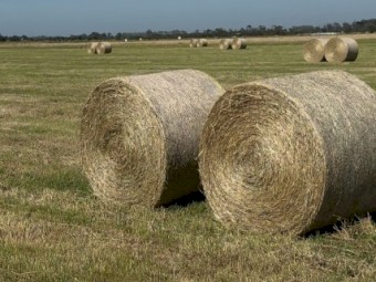 5ft Pasture Rounds - Weed Controlled 