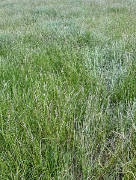 900 x Native Pasture Hay with or without Clover and Trefoil