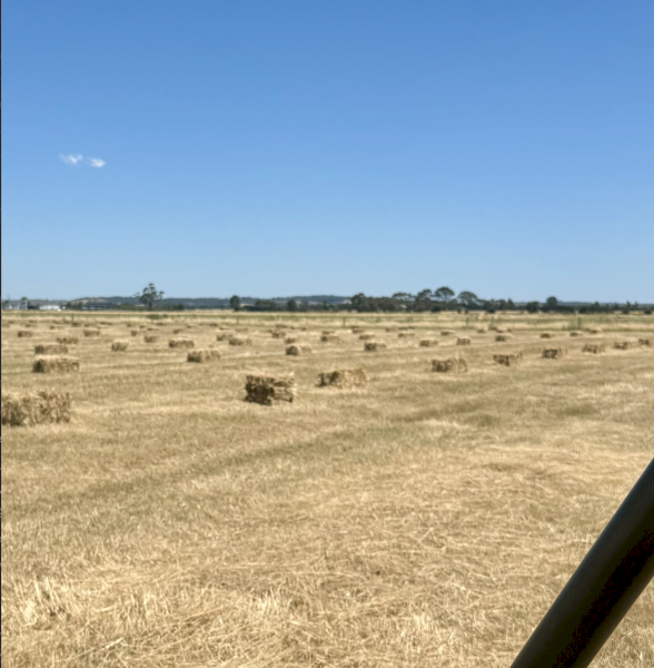 900 x Native Pasture Hay with or without Clover and Trefoil