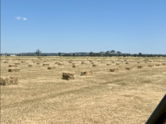 900 x Native Pasture Hay with or without Clover and Trefoil