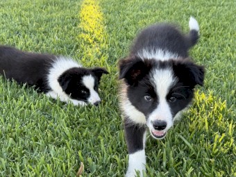 1 x Purebred Border Collie Pup