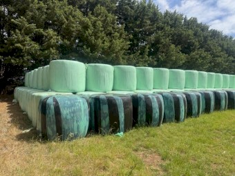 patrure silage 