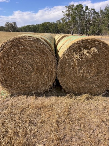 25/26 Barley/Wheat blend Cereal Hay Rolls
