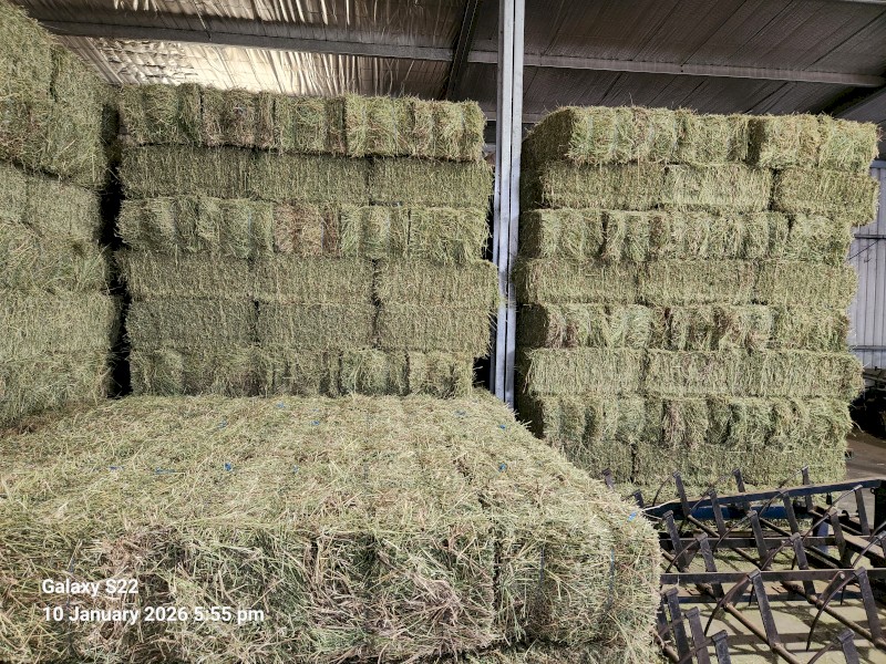 Quality Lucerne Hay Small Squares Second Cut
