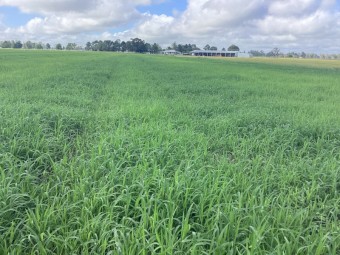 100 x Rhodes Hay 4x4 Rounds