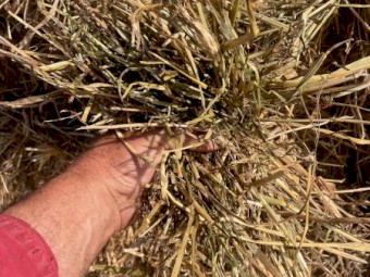 2025 Wheat/Clover blend Hay 