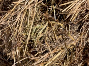 2025 Wheat/Clover blend Hay 