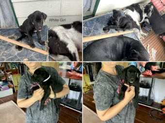 Maremma x Border Collie x Rottweiler Pups x 9