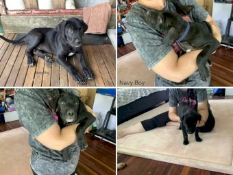 Maremma x Border Collie x Rottweiler Pups x 3