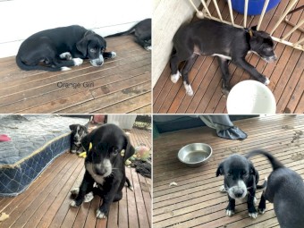 Maremma x Border Collie x Rottweiler Pups x 9