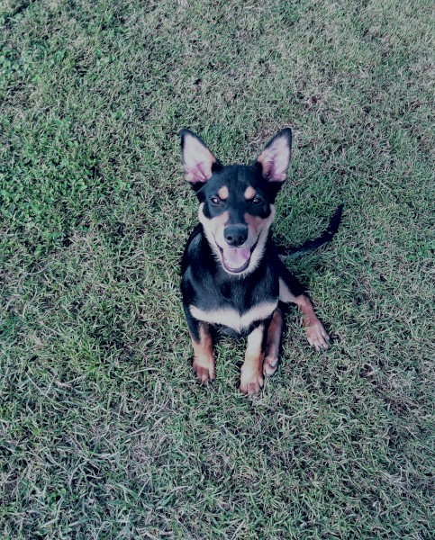 Brave Kelpie Puppy