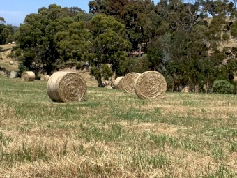 145 x Clover and Ryegrass Hay 5x4 Round Bales