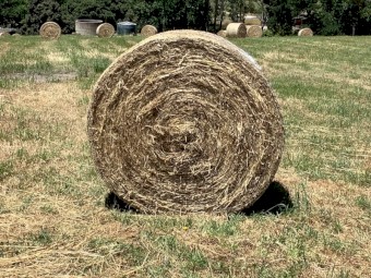 145 x Clover and Ryegrass Hay 5x4 Round Bales