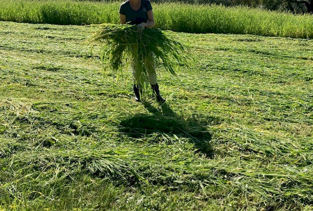 Forage Barley Silage Rolls x 77