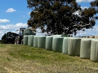 Forage Barley Silage Rolls x 77