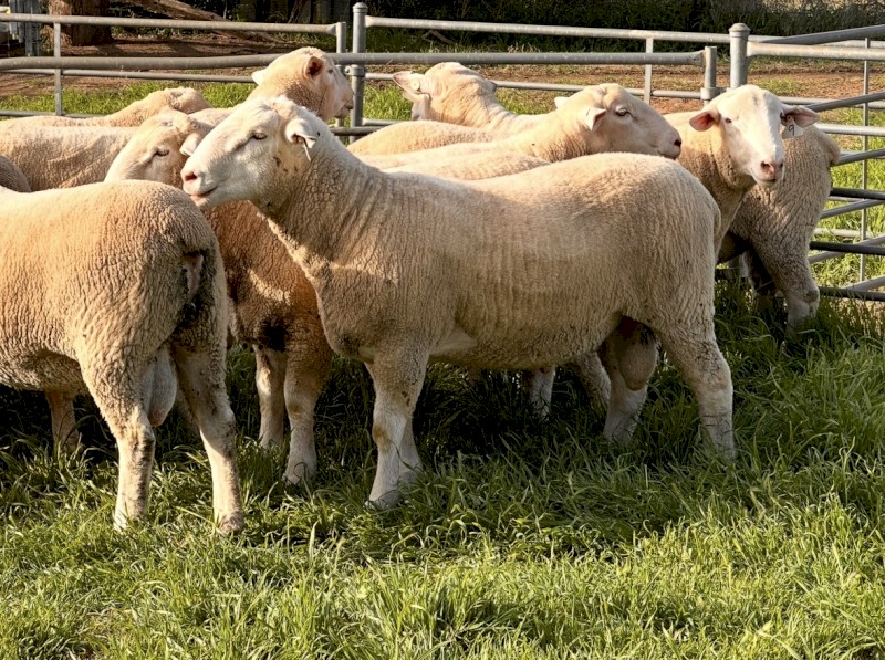 Quality White Suffolk Rams 