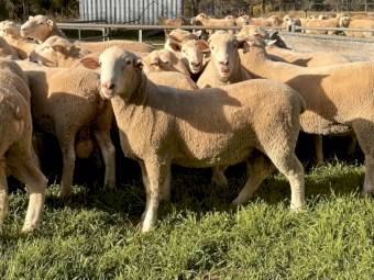 Quality White Suffolk Rams 