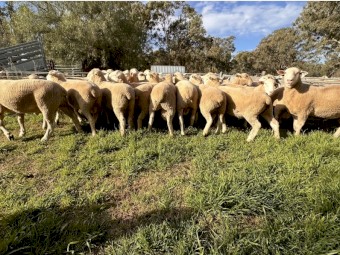 Quality White Suffolk Rams 