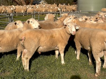Quality White Suffolk Rams 