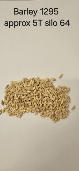 Organic Barley 