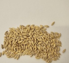 Organic Barley 