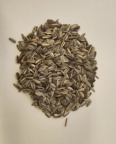 Organic Sunflower Seeds
