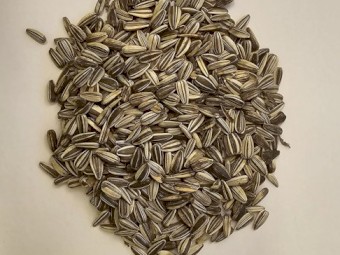 Organic Sunflower Seeds