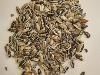 Organic Sunflower Seeds 