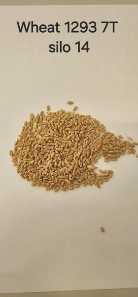 Organic Wheat