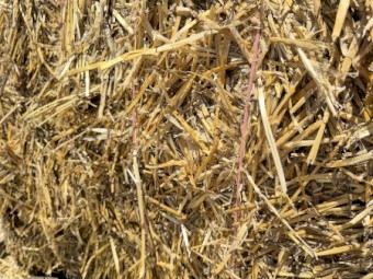 200mt Windrowed Barley Straw 8x4x3 Bales