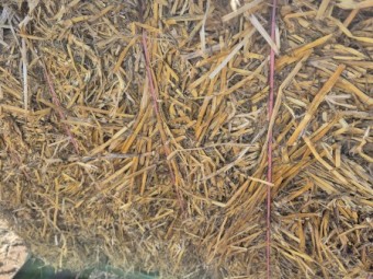200mt Windrowed Barley Straw 8x4x3 Bales