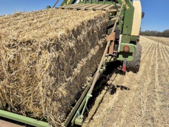 200mt Windrowed Barley Straw 8x4x3 Bales