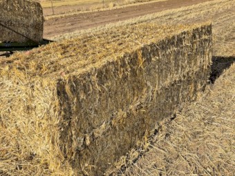 200mt Windrowed Barley Straw 8x4x3 Bales