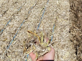 Faba Bean Straw