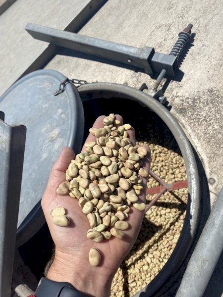 Faba Beans