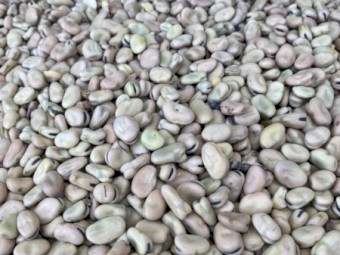 Faba Beans