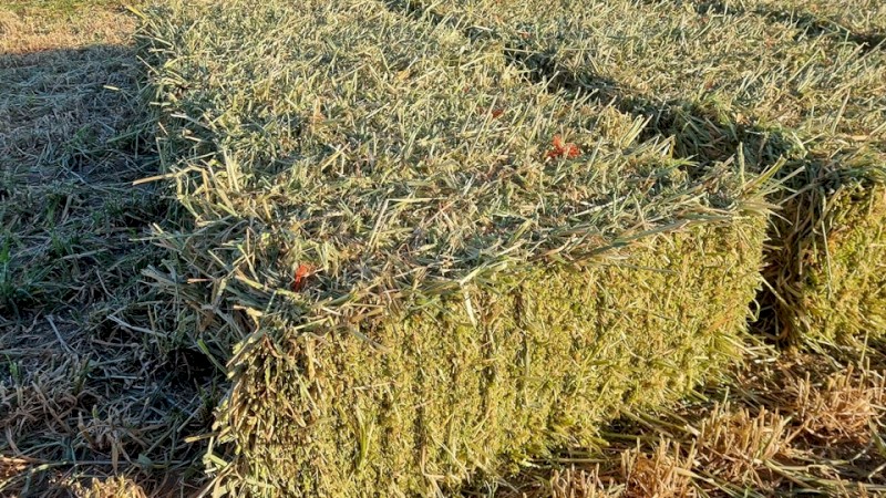 Barley Small Squares