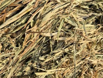 Barley Round Bales