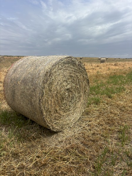 Wheaten Hay