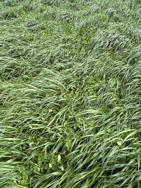 Ryegrass and clover hay
