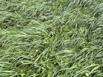 Ryegrass and clover hay