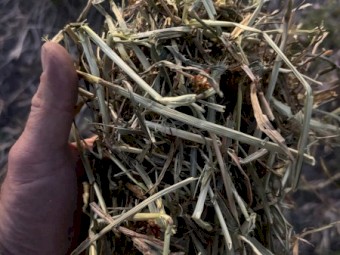 Ryegrass and clover hay