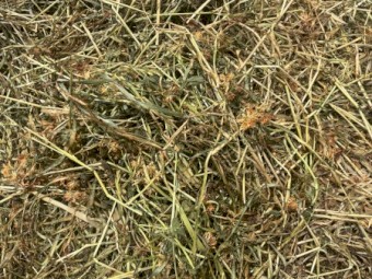 Ryegrass and clover hay