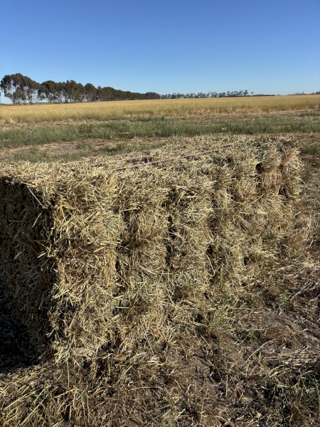 Rye and clover little sqaures in 14 bale packs