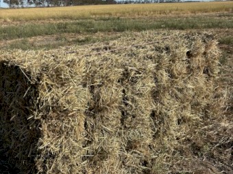 Rye and clover little sqaures in 14 bale packs