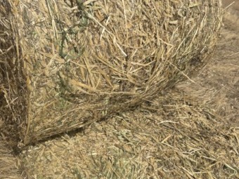 Oaten Hay